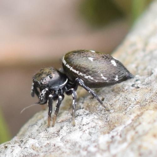 Réf. 346 601 : Heliophanus kochii